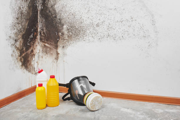Best Same-Day Mold Removal  in Collierville, CA