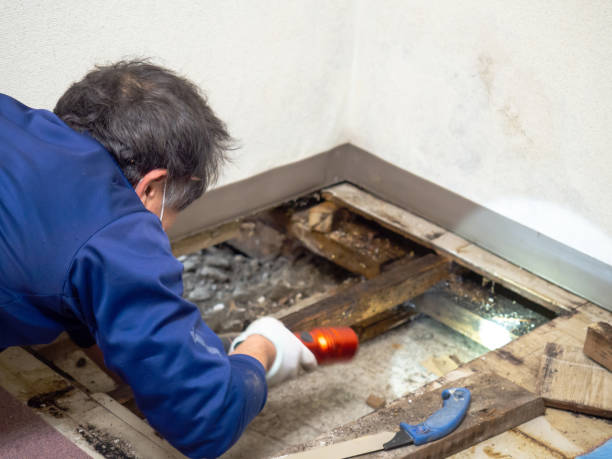 Best Home Mold Removal  in Collierville, CA