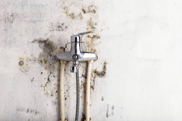 Best Black Mold Removal  in Collierville, CA