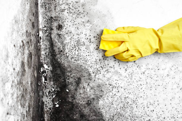 Best Water Damage Restoration  in Collierville, CA
