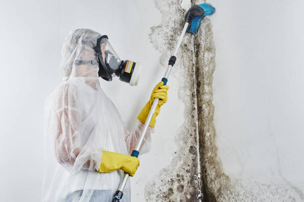 Best Affordable Mold Removal  in Collierville, CA