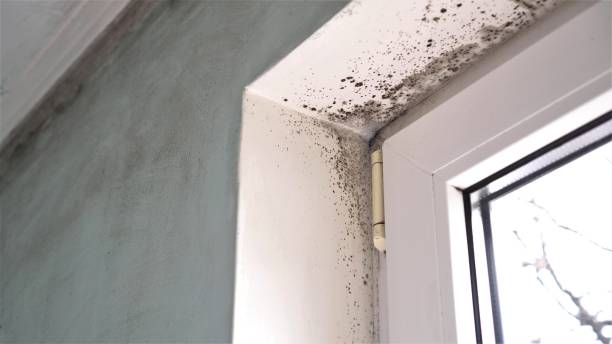 Professional Mold Removal in Collierville, CA