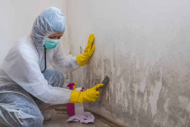 Best Best Mold Removal Companies  in Collierville, CA