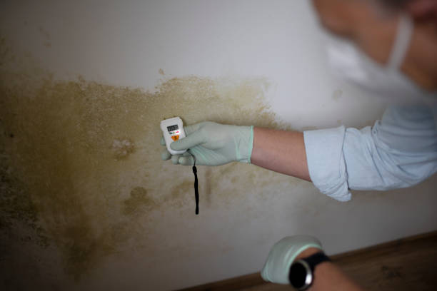 Best Commercial Mold Removal  in Collierville, CA