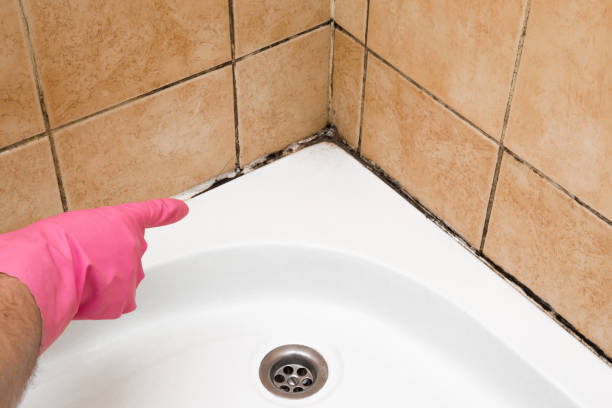 Best Local Mold Removal Service  in Collierville, CA